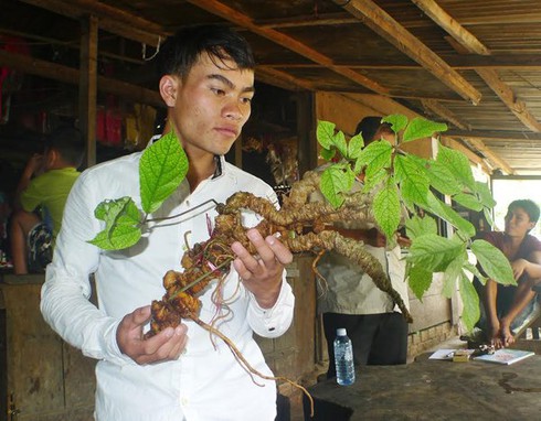 Đào được củ sâm Ngọc Linh 'khủng' 100 năm tuổi - ảnh 1