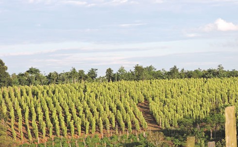 Xã tỷ phú - ảnh 1