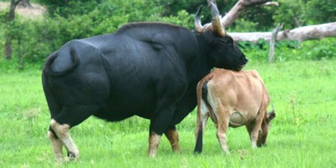 Vụ sát hại bò tót trong khu bảo tồn: 3 cha con đều bị khởi tố - ảnh 1