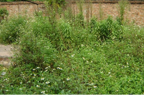 Người có nhu cầu thực chuyển hướng lùng đất thổ cư dưới 1 tỷ đồng - ảnh 1