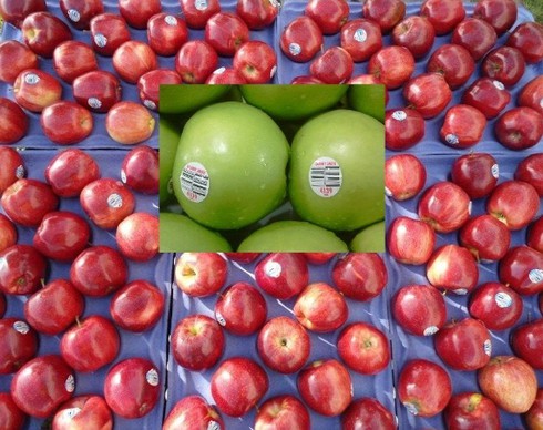 Siêu thị, shop quả nhập khẩu nào