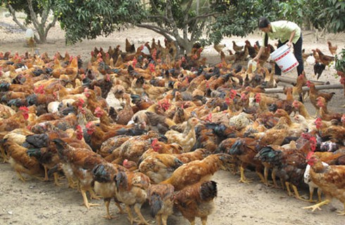 Phó Thủ tướng yêu cầu xử lý nghiêm vụ