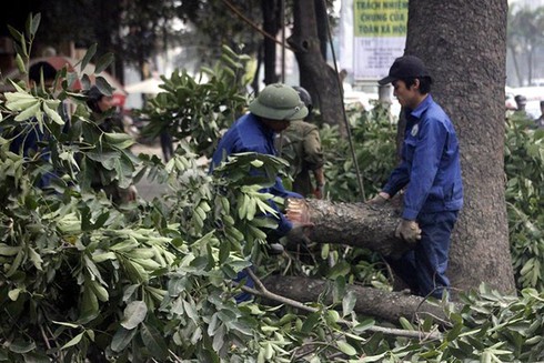 Thủ tướng yêu cầu thông tin đầy đủ Đề án cải tạo, thay thế cây xanh ở Hà Nội - ảnh 1