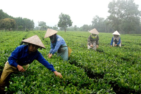 Lai Châu phát huy sức mạnh phát triển kinh tế - xã hội - ảnh 1