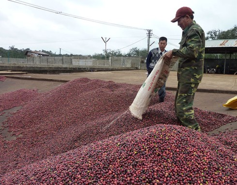 Sắp xếp, đổi mới hàng loạt công ty nông, lâm nghiệp 4 tỉnh Tây Nguyên - ảnh 1