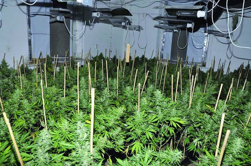 Báo Nhật: 6 người Việt Nam bị bắt vì trồng cần sa - ảnh 2