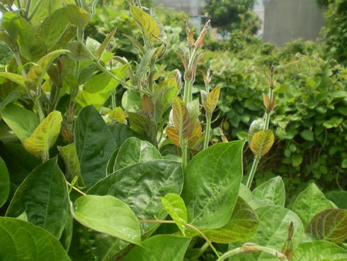 Bài thuốc đơn giản chữa đau dạ dày từ lá mơ lông - ảnh 1