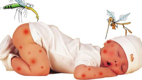 Chỉ trong 1 tuần Hà Nội có 6 ca viêm não Nhật Bản - ảnh 1