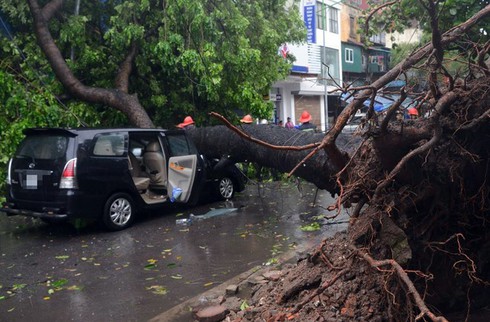 Hà Nội: Vì sao hơn 30.000 cây xanh bật gốc trong cơn bão số 1? - ảnh 2
