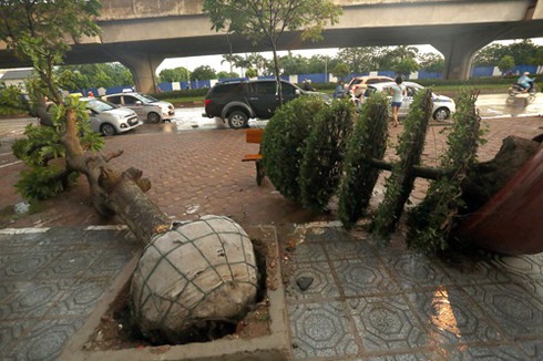 Hà Nội: “Bêu tên” các đơn vị trồng cây xanh lộ nguyên bầu lưới khi bật gốc - ảnh 1