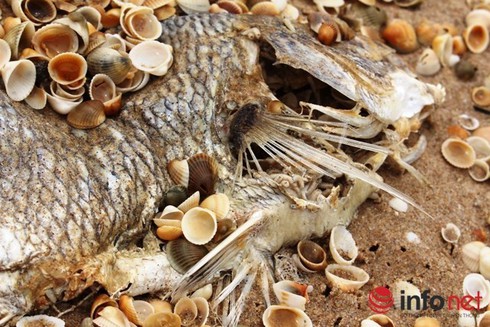 Gần 4.000 tấn hải sản tồn kho: Bộ Y tế sẽ lấy mẫu đi xét nghiệm - ảnh 2