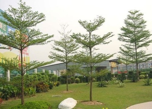 Lãnh đạo Cty cây xanh Hà Nội nói gì về việc