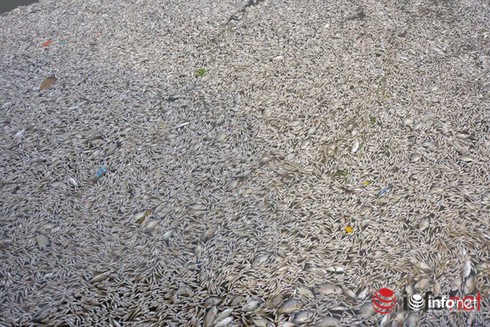 Cá chết ở Hồ Tây: Chủ tịch Hà Nội ra công điện khẩn yêu cầu kiểm tra các hồ - ảnh 1