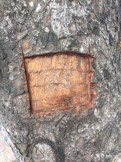 Vì sao hàng xà cừ cổ thụ trên đường Láng bị đẽo vỏ? - ảnh 1