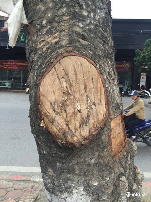 Vì sao hàng xà cừ cổ thụ trên đường Láng bị đẽo vỏ? - ảnh 2