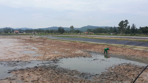 Hàng chục ha tôm nuôi chết vì dịch bệnh - ảnh 2