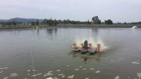 Hàng chục ha tôm nuôi chết vì dịch bệnh - ảnh 3