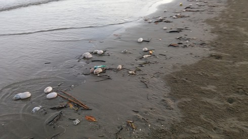 Vật thể lạ tấn công biển Trà Cổ được nghi là bong bóng lợn? - ảnh 1