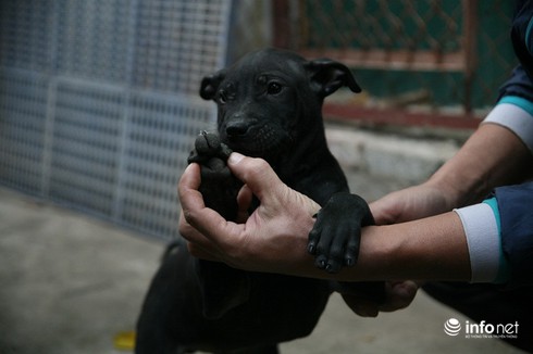 Cận Cảnh Trại Chó Phú Quốc Bạc Tỷ Ở Thủ Đô Hà Nội