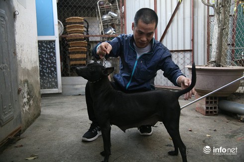 Cận Cảnh Trại Chó Phú Quốc Bạc Tỷ Ở Thủ Đô Hà Nội