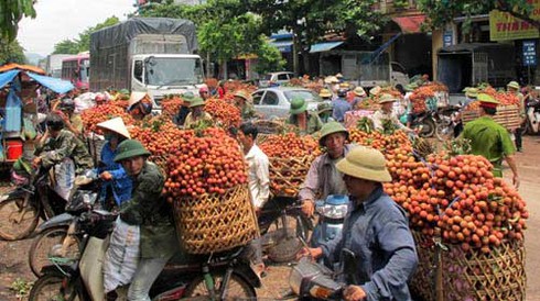 Vải thiều xuất đi Trung Quốc rẻ hơn bán vào Nam - ảnh 1
