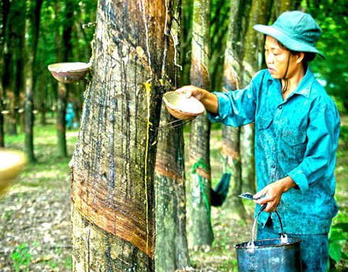 Tập đoàn Công nghiệp Cao su Việt Nam bị truy thu thuế hơn 42,9 tỷ đồng - ảnh 1