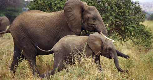 Việt Nam sắp có công viên động vật hoang dã đầu tiên tại Ninh Bình - ảnh 1