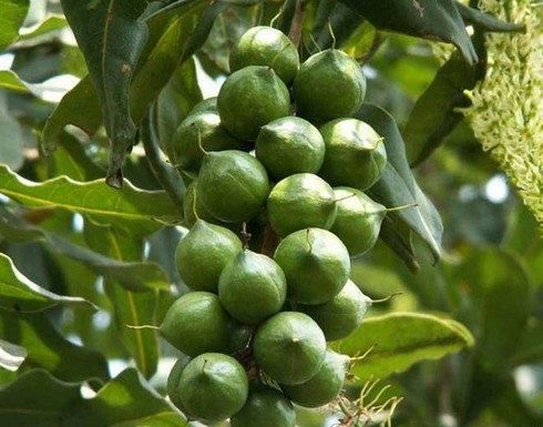 Phát triển cây
