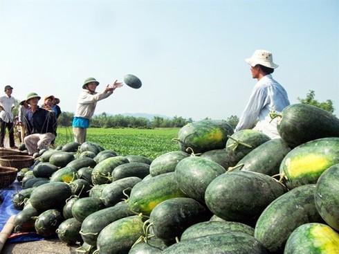 Nông sản Việt đang “chết mòn” vì... thương lái - ảnh 1