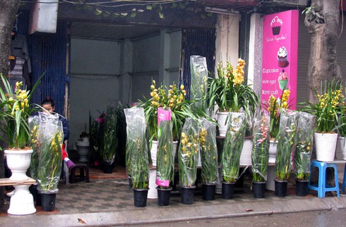Nhộn nhịp chợ đào, quất cho người chơi tết sớm - ảnh 5
