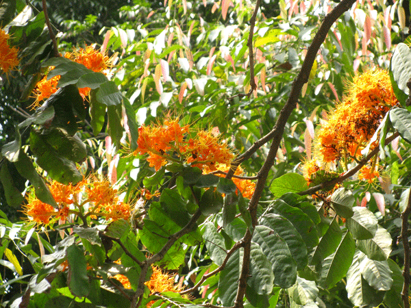 Hoa vô ưu tỏa sắc vàng rực giữa phố phường - ảnh 1