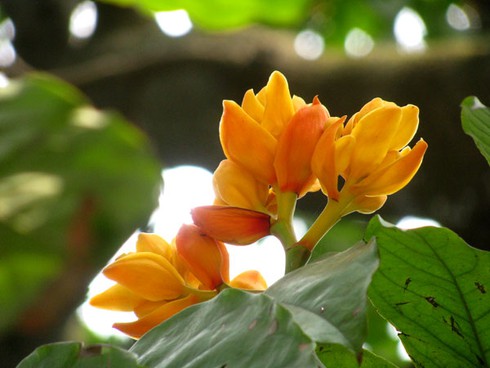 Hoa vô ưu tỏa sắc vàng rực giữa phố phường - ảnh 3