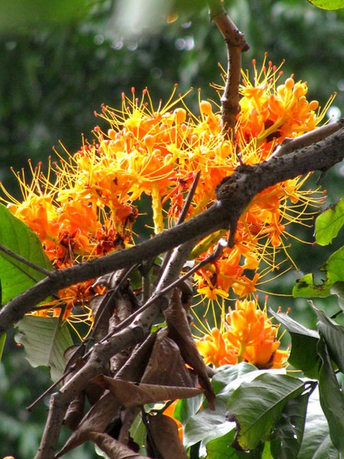 Hoa vô ưu tỏa sắc vàng rực giữa phố phường - ảnh 5