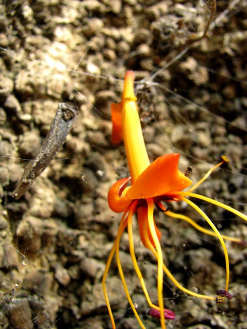 Hoa vô ưu tỏa sắc vàng rực giữa phố phường - ảnh 13