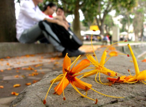 Hoa vô ưu tỏa sắc vàng rực giữa phố phường - ảnh 6