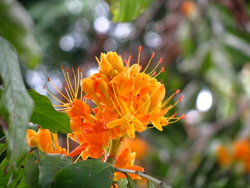 Hoa vô ưu tỏa sắc vàng rực giữa phố phường - ảnh 4