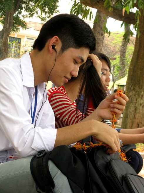 Hoa vô ưu tỏa sắc vàng rực giữa phố phường - ảnh 10