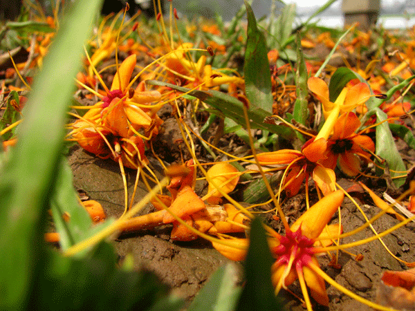 Hoa vô ưu tỏa sắc vàng rực giữa phố phường - ảnh 8