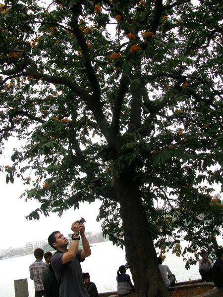 Hoa vô ưu tỏa sắc vàng rực giữa phố phường - ảnh 11