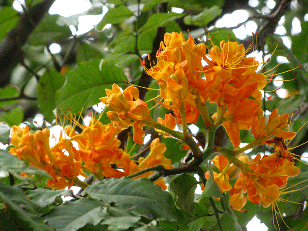 Hoa vô ưu tỏa sắc vàng rực giữa phố phường - ảnh 2