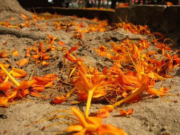 Hoa vô ưu tỏa sắc vàng rực giữa phố phường - ảnh 7