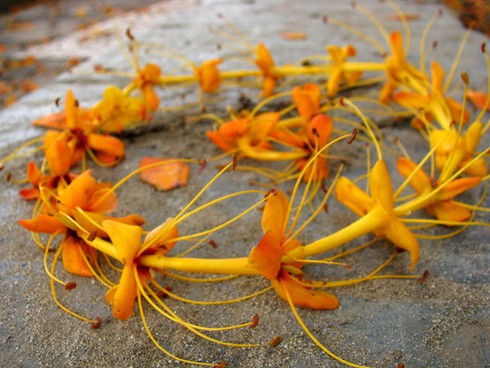 Hoa vô ưu tỏa sắc vàng rực giữa phố phường - ảnh 12