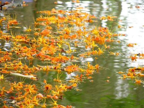 Hoa vô ưu tỏa sắc vàng rực giữa phố phường - ảnh 9