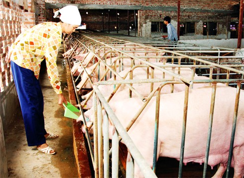 Tăng trưởng Qúy I/2013: Ngành Nông nghiệp thấp nhất trong 4 năm - ảnh 1