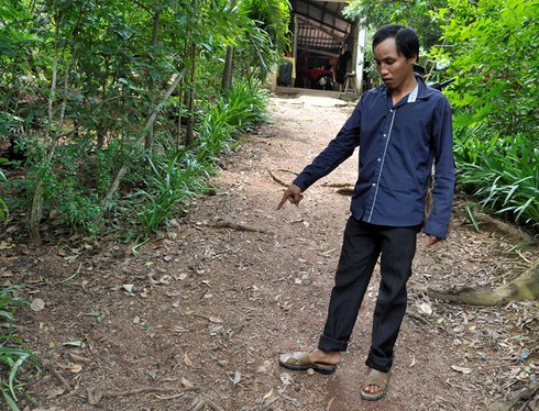 Người chết, người bị thương vì... chặt mất cây tràm! - ảnh 1