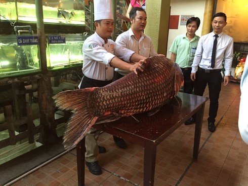 Cá hô đỏ “khủng” được mua về Sài Gòn để dành Tết - ảnh 2