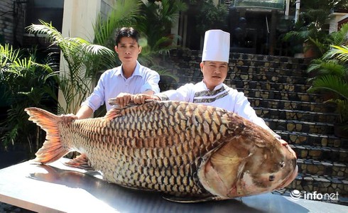 Cá hô “khủng” hơn 100kg ở Sài Gòn - ảnh 1