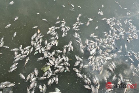 Thủ phạm khiến trên 14 tấn cá chết trắng kênh Nhiêu Lộc- Thị Nghè - ảnh 1