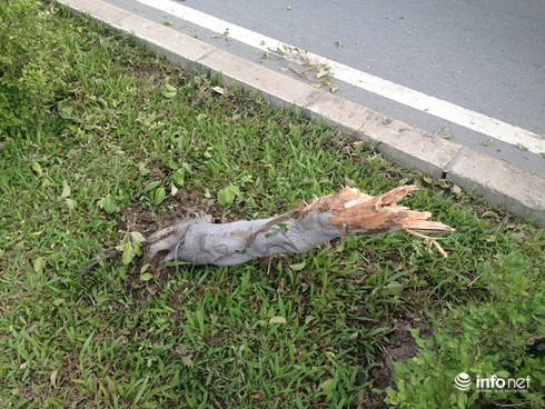 Đâm gãy hàng loạt cây xanh, cột đèn, tài xế xe container lái xe bỏ trốn - ảnh 3