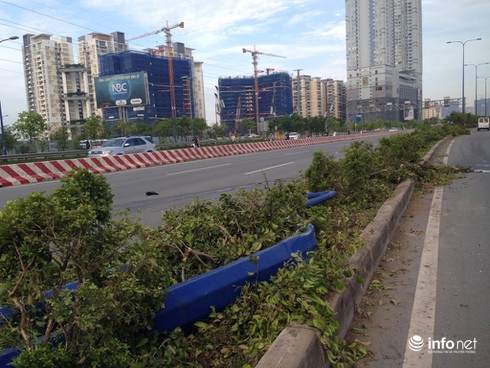 Đâm gãy hàng loạt cây xanh, cột đèn, tài xế xe container lái xe bỏ trốn - ảnh 2